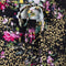 Khloe Drawstring Pants Leopard and Rose | Black